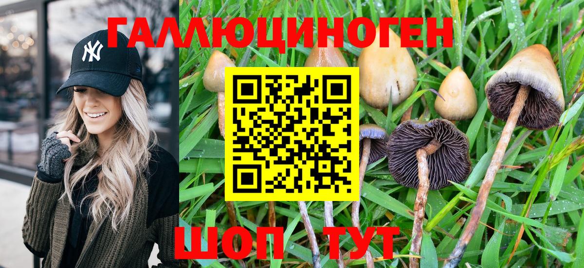 Галлюциногенные грибы Psilocybe Иваново